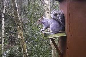 Competition in the Thornthwaite Owl Box